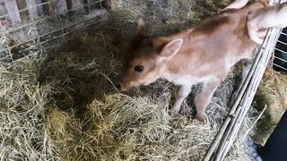 A new baby Jersey calf on the farm!