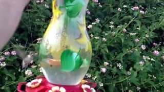 2nd attempt holding feeder. Added music to make it dramatic & drown out the hummingbird's bark.