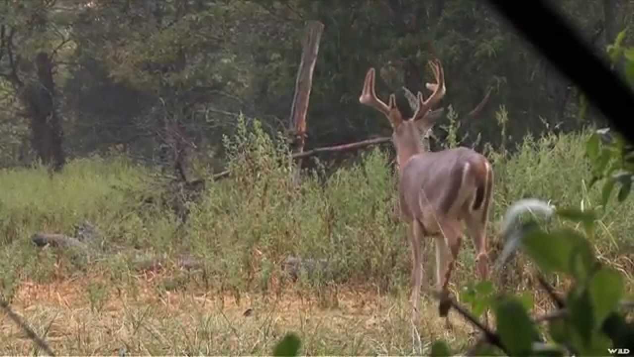 Hunting Whitetail Deer in Kentucky 