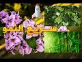 اشجار سريعة النمو- وتحتمل الحر