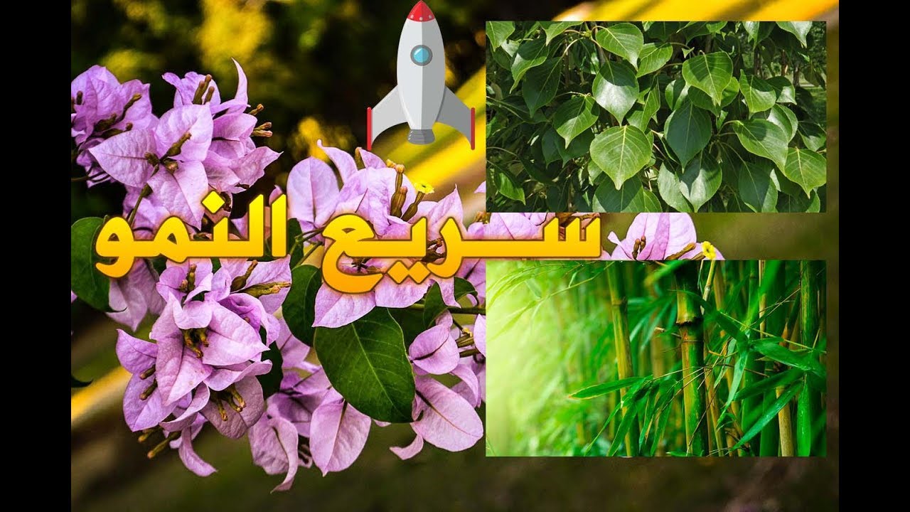 اشجار سريعة النمو وتحتمل الحر Youtube