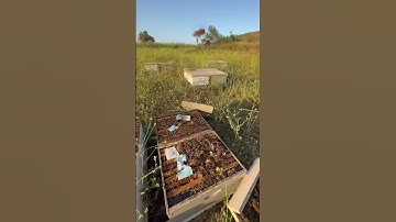 These were 5 frame nucs that we transferred into singles. #bees #honey #savethebees #beekeeping