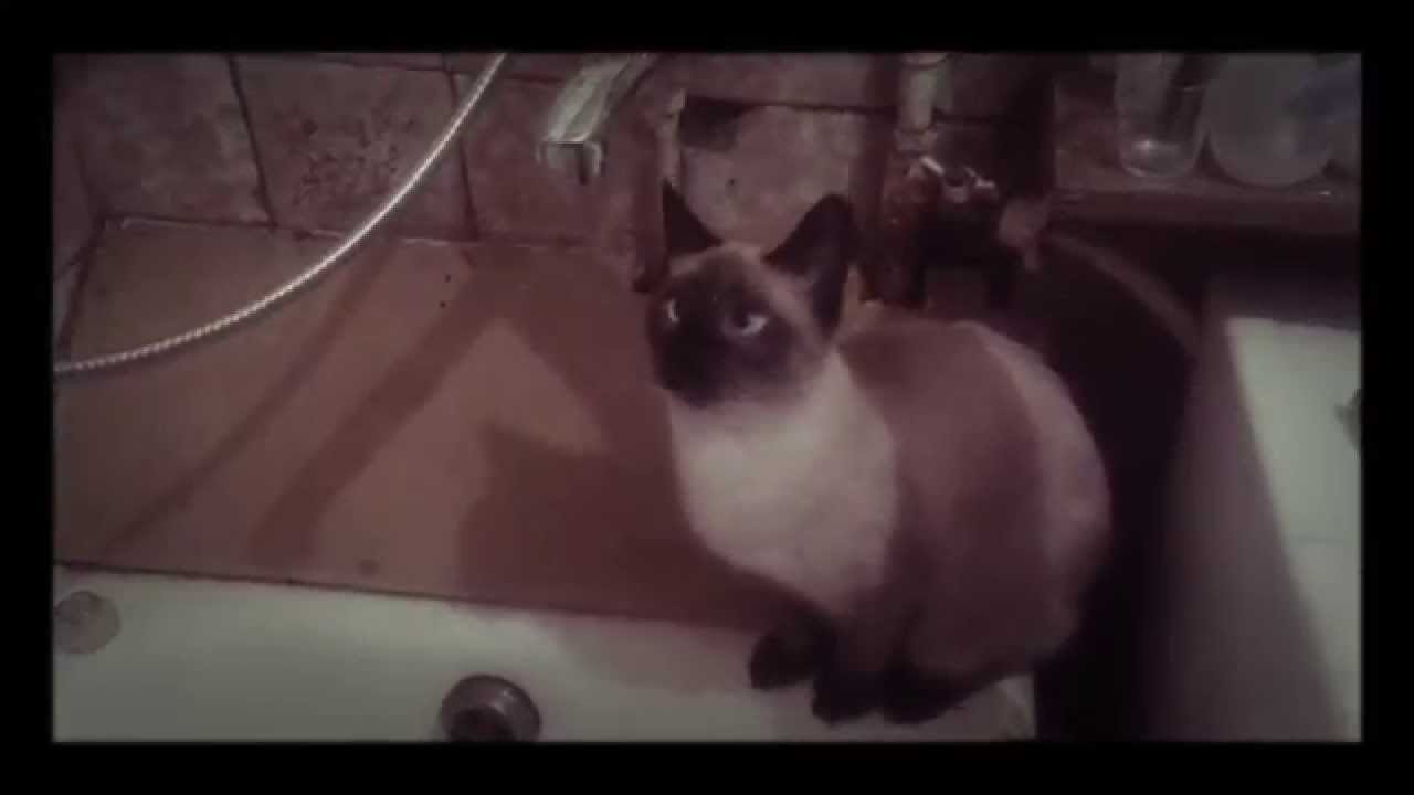 Как занять кота на весь день