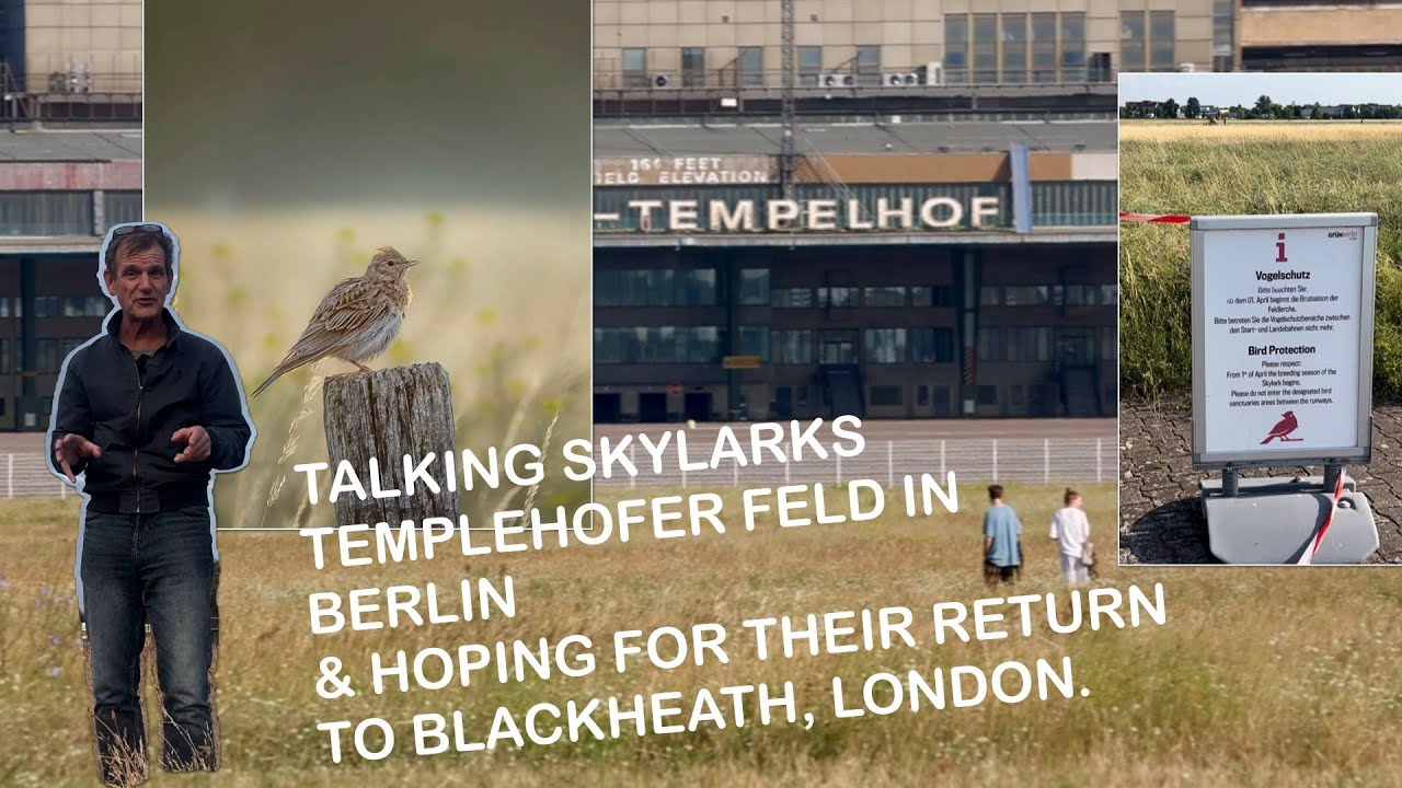 Talking Skylarks on the Templehofer Feld in Berlin & hoping for their return to Blackheath, London
