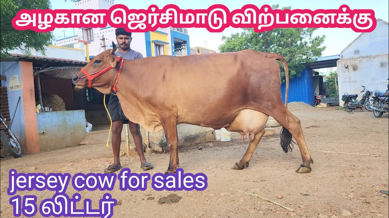 அழகான ஜெர்சி மாடு விற்பனைக்கு Jersey cow for sales kalnadai tholan