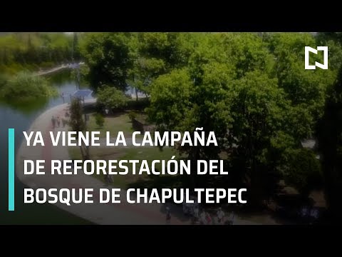 Bosque de Chapultepec; Darío Yazbek te invita a la campaña Regala un árbol a Chapultepec - Bosque de Chapultepec; Darío Yazbek te invita a la campaña Regala un árbol a Chapultepec