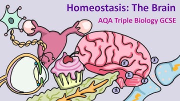 GCSE Science Biology AQA : Homeostasis: The Brain