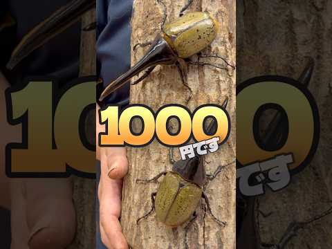 1000円であの昆虫が手に入る あのイベントの情報を入手しました クワガタ カブトムシ 昆虫 Insects 虫くじ フィールドガーデン