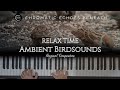 Ambient Birdsound - Relaxing Music for Study and Sleep with the Gentle Tweet of the Birds