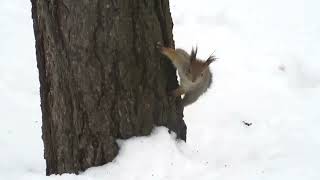 Три белки в кадре - Three squirrels in the frame - Tre scoiattoli nella cornice - 框架中的三只松鼠