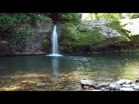 FOREST CREEK NATURE