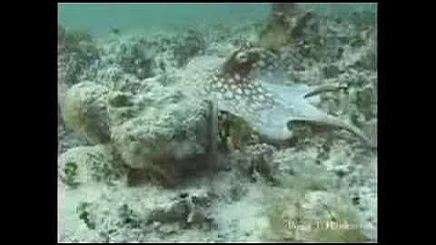 Shapeshifting Octopus, amazing camouflage