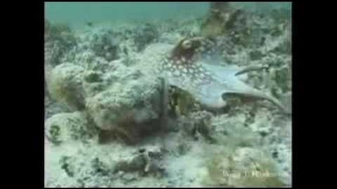 Shapeshifting Octopus, amazing camouflage