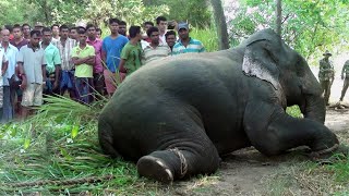 The elephant captured by the wildlife officials was released in a park | Wildlife videos | Animals