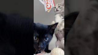 AdoptMeMKE: More than 200 cats in need of homes at Milwaukee Area Domestic Animal Control Commission