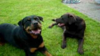 Moving To Australia: Baggys Story