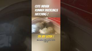 Cute Indian Runner Ducklings Hatching