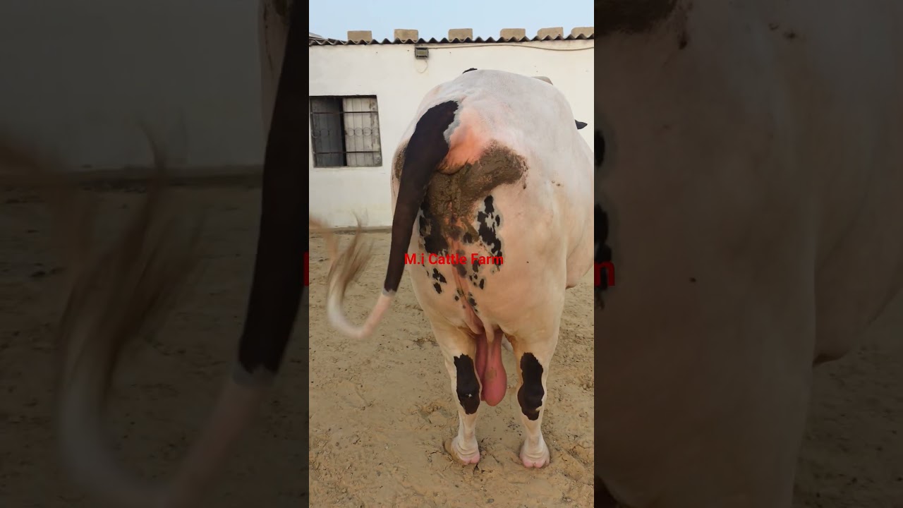 M.I Cattle Farm Giant Bull Gulabi