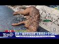 控浪浪翻垃圾闖宅偷吃！持十字弓射殺　惡男辯「驅趕」｜TVBS新聞 @TVBSNEWS01