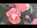 Blooming Tsubaki (Camilla) in my Garden part 2
