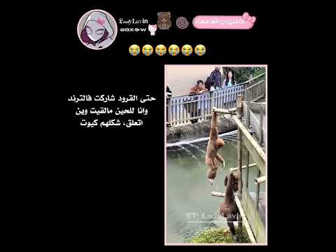 جيش الدلافين اكسبلور نرجس ترند وننوش  لوريز لوريز   نامجوني لايك