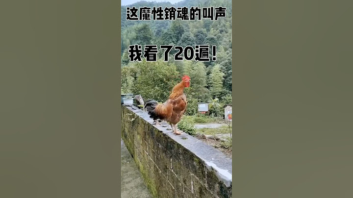 魔性雞叫聲 是哭還是笑呢 #短片 #動物 #聲音 #搞笑 #有趣 #好玩