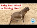 Baby Seal Stuck in Fishing Line
