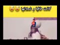 كانت طافيه وصحيته بل طوبه طوبه