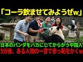【海外の反応】「日本のパンダは中国のパンダの足元にも及ばない」和歌山のアドベンチャーワールドでパンダをバカにする中国人観光客の若者…しかしこのあと赤っ恥をかく