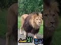 برج الأسد في الحب Shorts برج الأسد في الحب Shorts