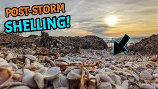 A Winter Storm Exposed MASSIVE Piles of Shells on this Florida Beach!