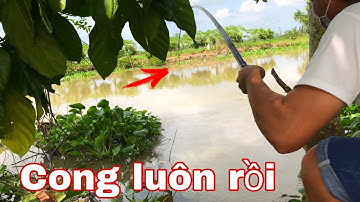 Câu Cá Tra Sông Cục Mồi Đầu Tiên Là Dính Cá Liền | Fishing - Miền Tây