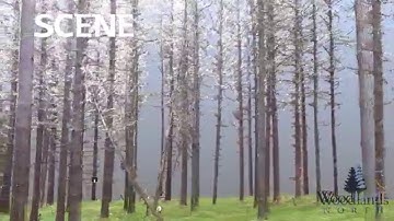 Terrestrial LiDAR Forest Sample Plot