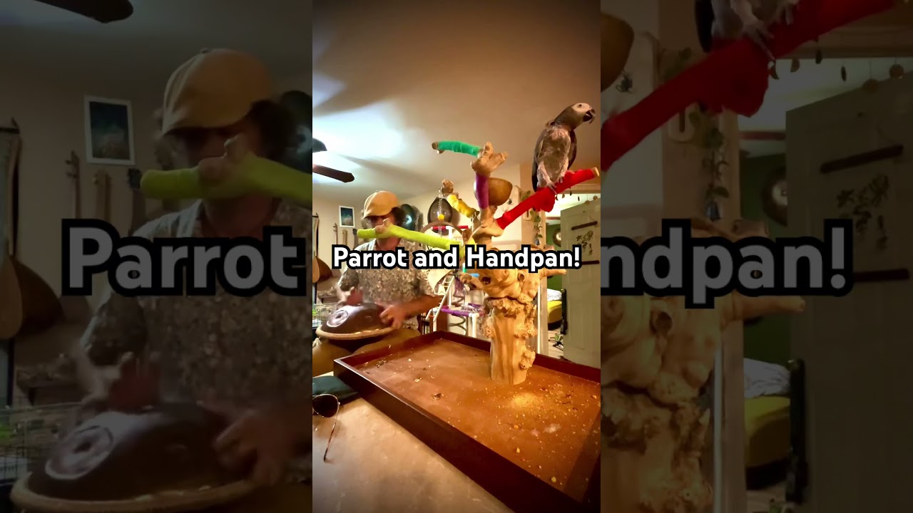 Parrot Dancing and Singing with handpan! #parrot #dancing #funny #cute #adorable #music #handpan