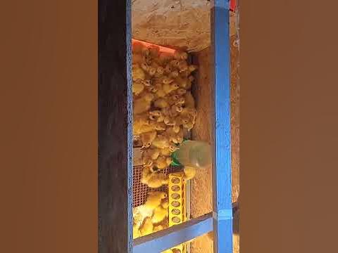 Утята черри велли - YouTube