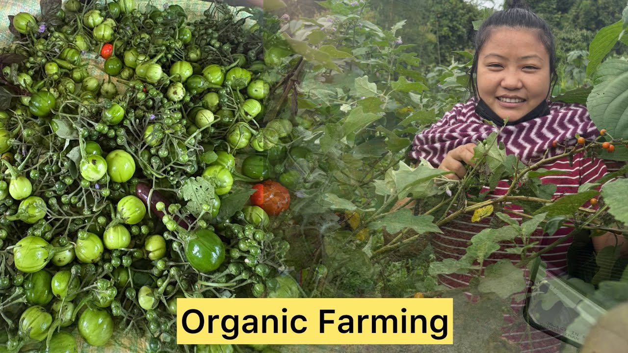 Vlog53# Organic green leafy vegetables from Moms Garden|| Too many leech at farm|| Village life|| AP