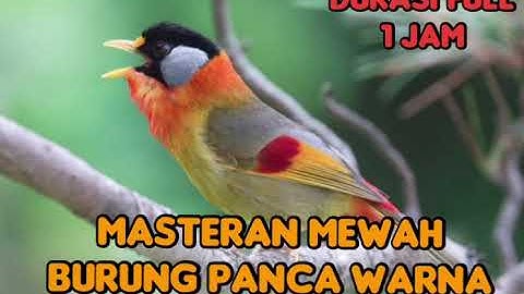 MASTERAN MEWAH BURUNG PANCA WARNA...durasi full 1 jam