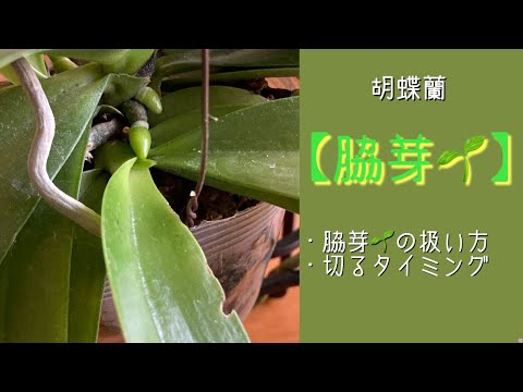 胡蝶蘭 シルク　全開花　花芽脇芽あり　在庫複数　コメントくださいませ 胡蝶蘭 シルク 全開花 花芽脇芽あり 在庫複数 コメントくださいませ