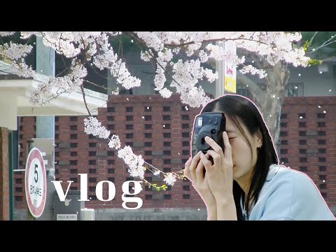 vlog | 집순이의 벚꽃주간 브이로그, 집순이의 일상, 빈티지 캠코더 브이로그