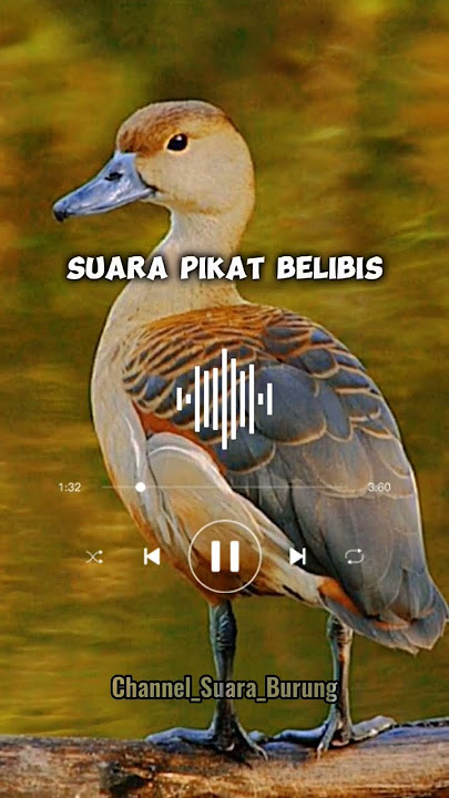 Suara Pikat Belibis Ampuh..😱‼️#belibis #shorts