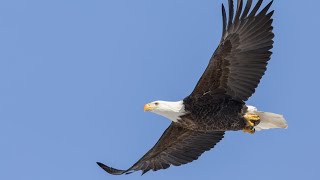 Eaglet release at Naval Air Station Jacksonville