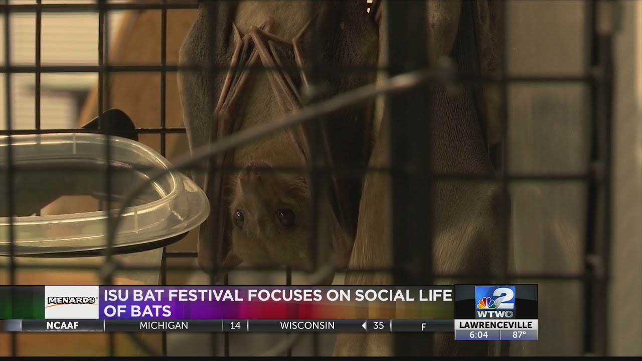 Bat Festival YouTube