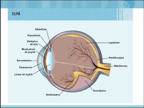 Video: Silmävaltimon Anatomia, Toiminta Ja Kaavio - Vartalokartat