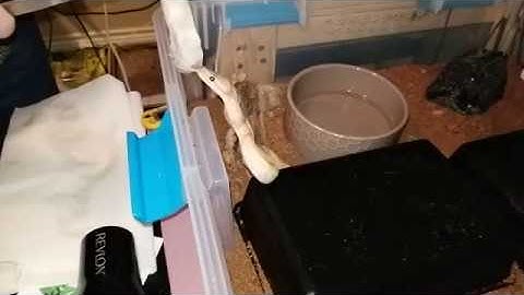 SLOW MOTION: Ball Python Feeding Strike