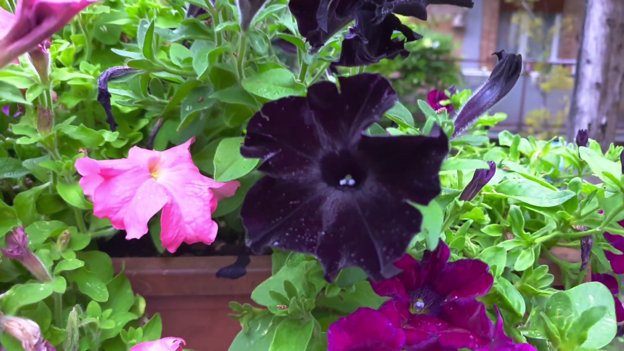 Petunia Nera/Black Petunia 🌺 Full HD [HDR10] - YouTube