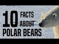 Polar Bears: Fascinating Facts Quiz