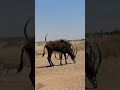 there is a rhino at my sunset