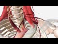 Subclavian Artery - Anatomy, Branches & Relations