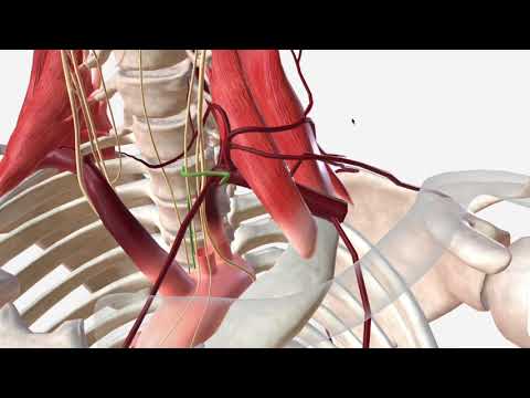 Subclavian Artery - Anatomy, Branches & Relations