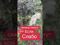 ФУНДУК ГОДЫ  ПОТРАТИЛ  на  что ?? ГДЕ ОРЕХИ???